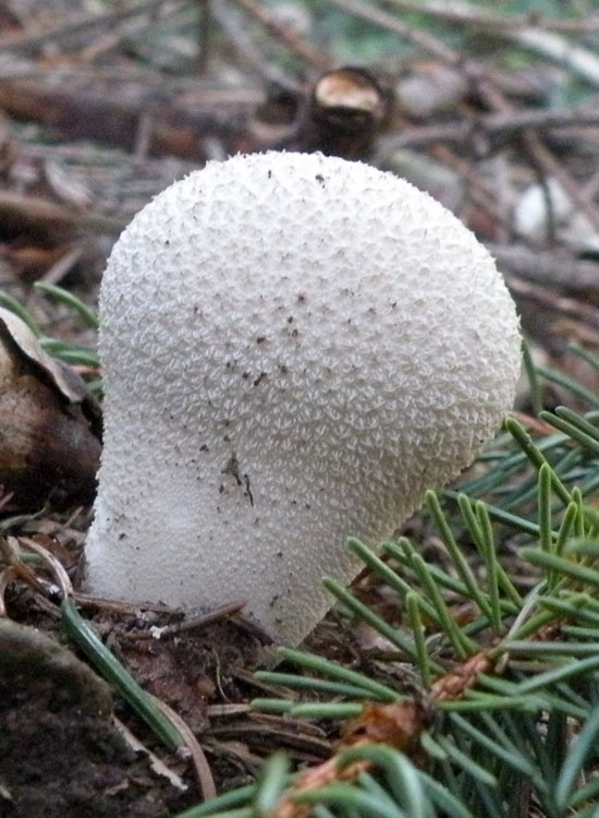 Lycoperdon dal Trentino